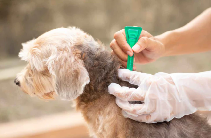 12-Week Flea and Tick Protection: Complete Guide to Fluralaner for Dogs