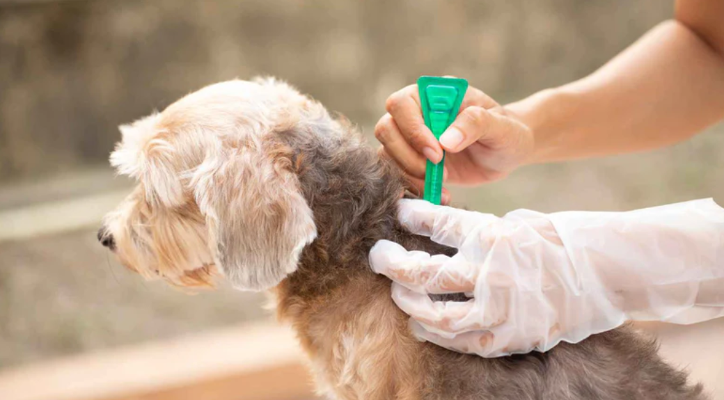 12-Week Flea and Tick Protection: Complete Guide to Fluralaner for Dogs